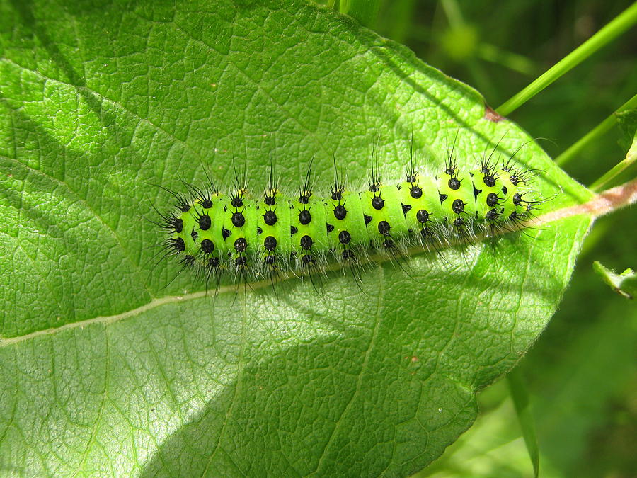 Green Caterpillar Emperor Moth Photograph