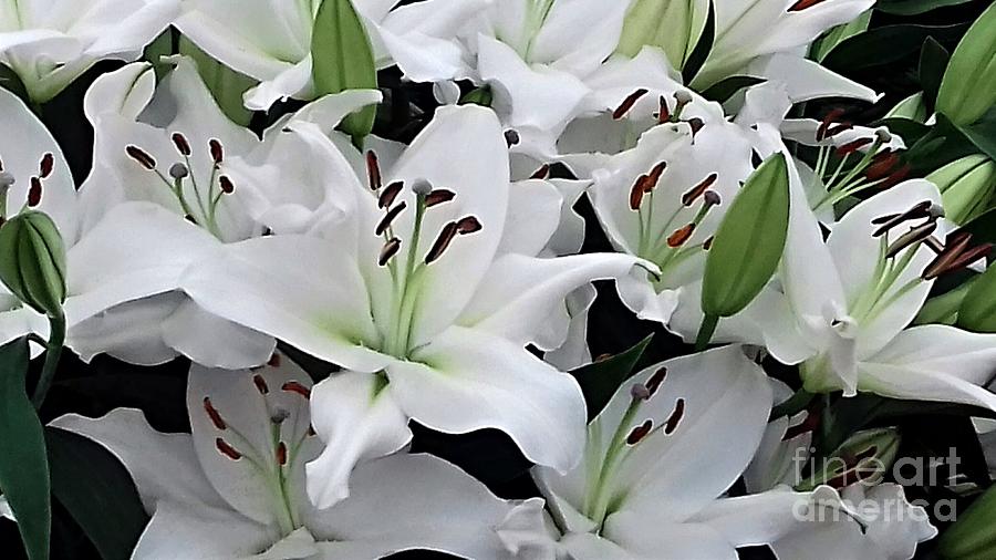 Green Centred White Lilies Photograph by Joan-Violet Stretch