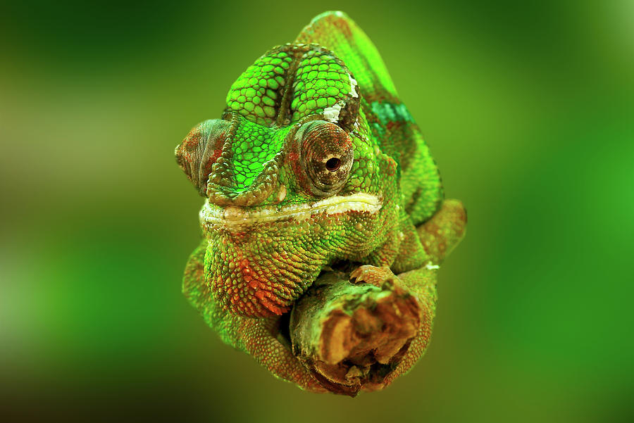 Cool Photograph - Green Chameleon Forest Lizard Wall Art Prints by Wall Art Prints
