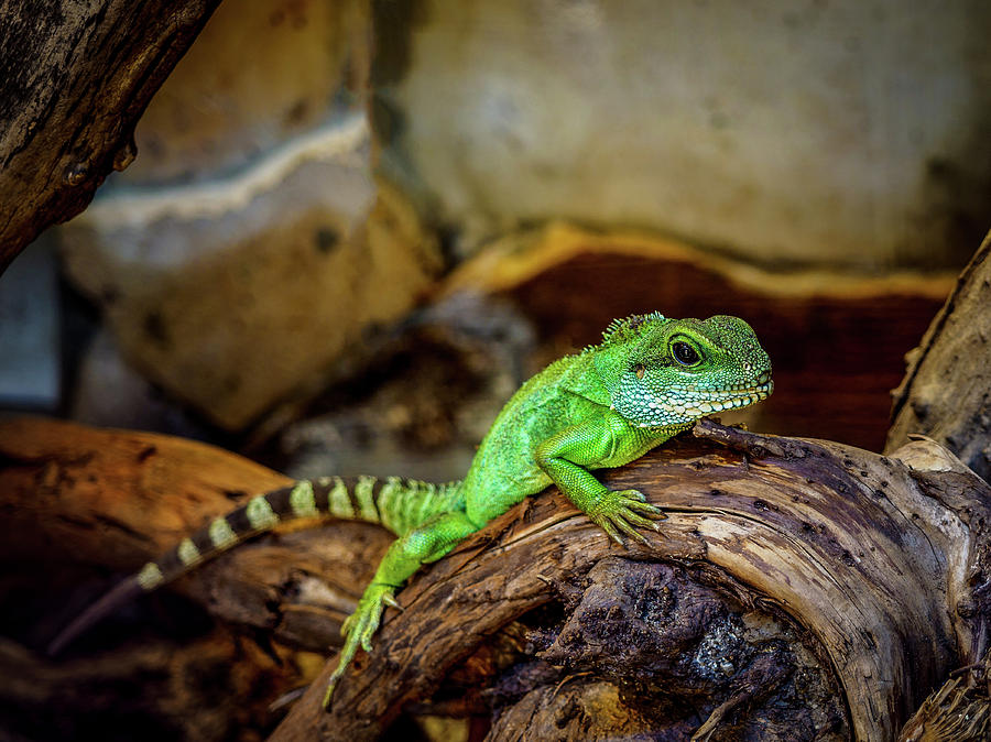 Green Chameleon Photograph by Mark Llewellyn