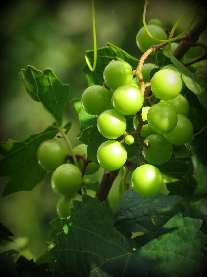 Green Champagne Grapes Photograph