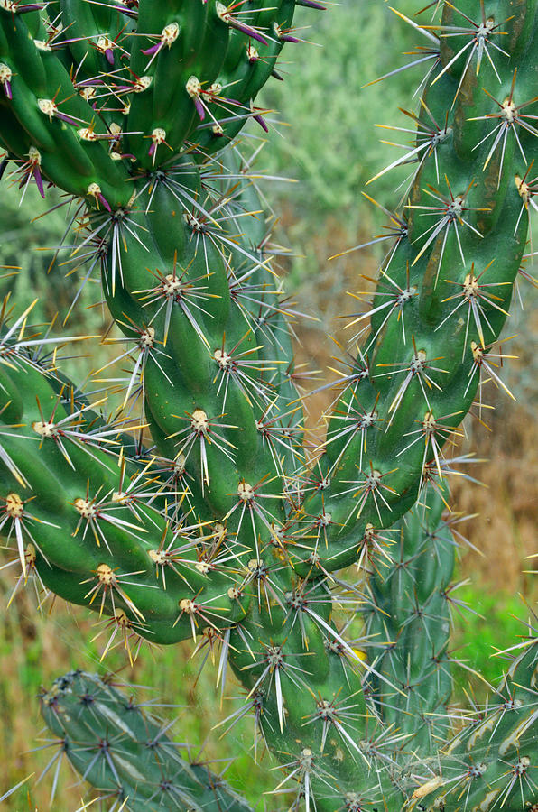 Nature Photograph - Green Cholla Cactus by Tikvahs Hope