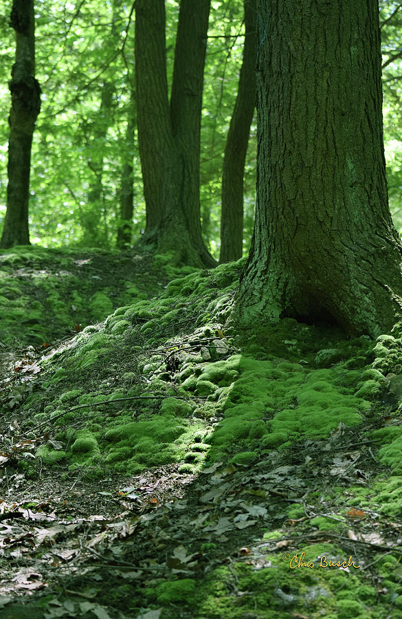 Green by Chris Busch Green by Chris Busch