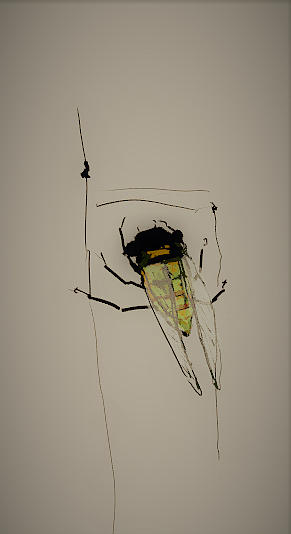 Green cicada Digital Art by Debbi Saccomanno Chan