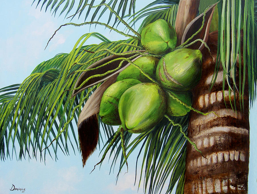 coconut on white background. sketch Stock Photo - Alamy