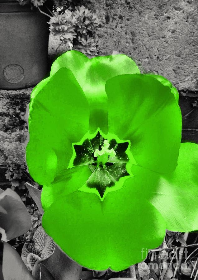 Green Colour Splash Tulip Photograph by Joan-Violet Stretch
