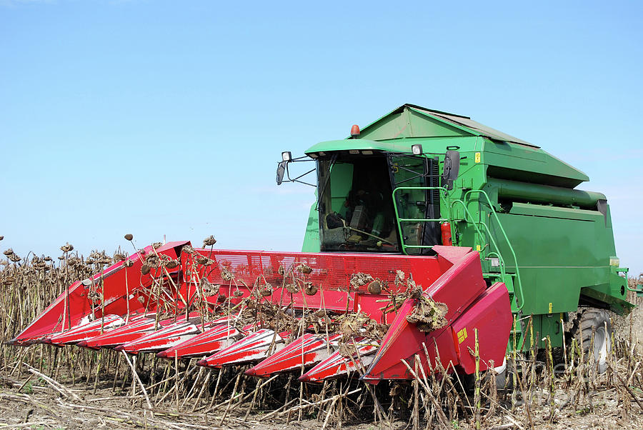 Green combine on sunflower harvest Photograph by Goce Risteski
