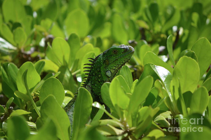 Green Common Iguana in a Shrub Photograph by DejaVu Designs