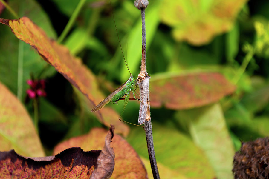 Green conehead cricket holding twig Photograph by Scott Lyons