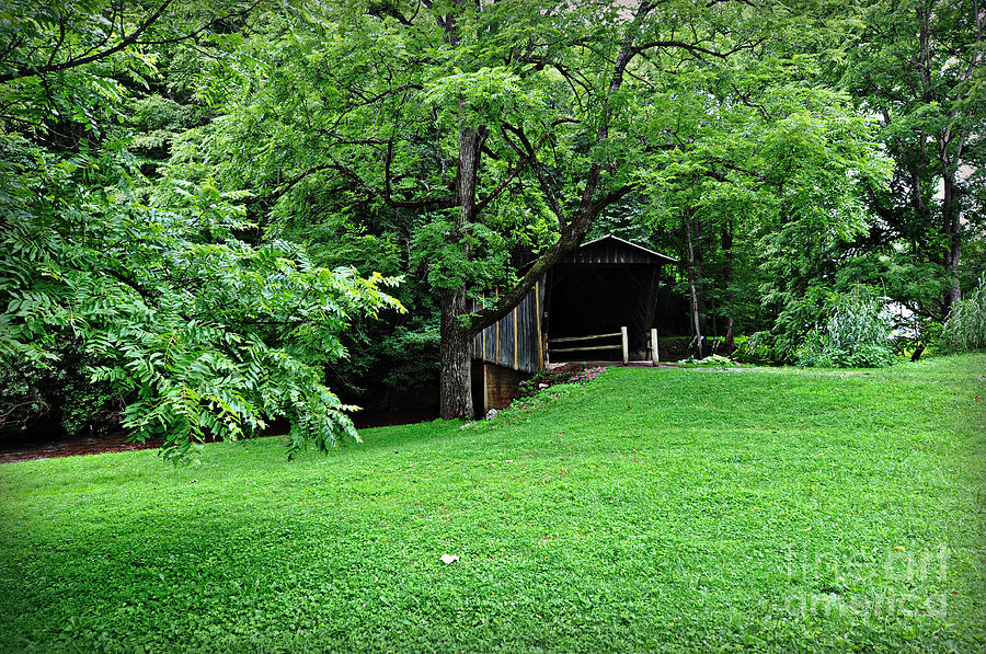 Green Covered Bob White Photograph by Eric Liller