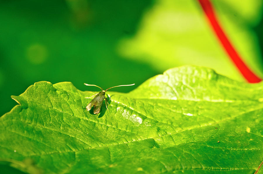 Green creature on a broad leaf. Photograph by Elena Perelman