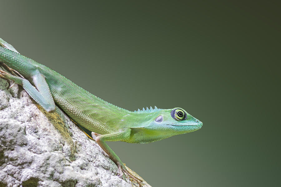 Wildlife Photograph - Green Crested Lizard by Chris Smith
