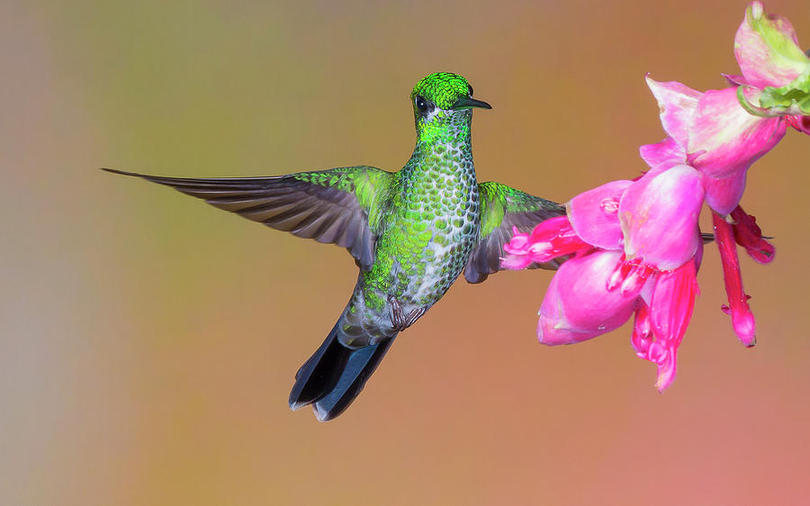 Green-crowned Brilliant 1 Photograph by Jim Frandeen | Fine Art America