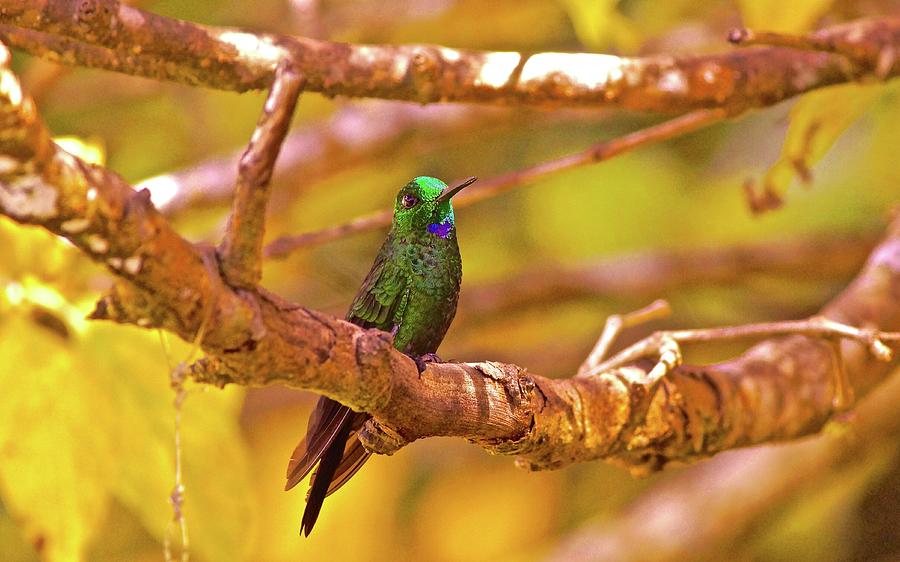 Green-crowned Brilliant Hummingbird Costa Rica Cloud Forest Photograph
