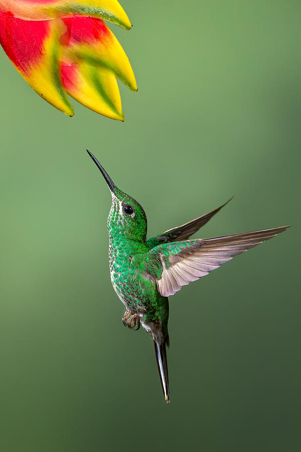 Green-crowned Brilliant Photograph by Phoo Chan