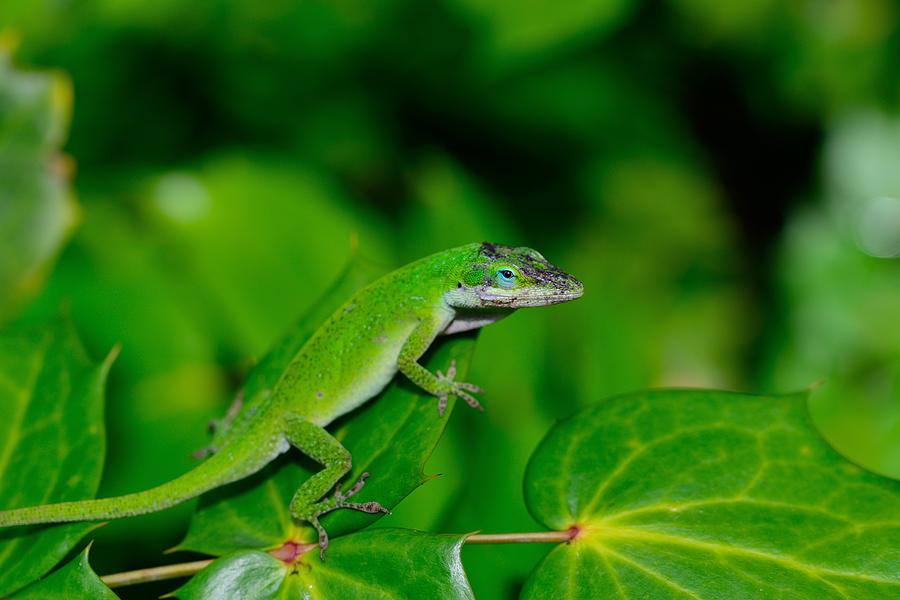 Green Cuban Anole Photograph by Thomas Lopez - Fine Art America