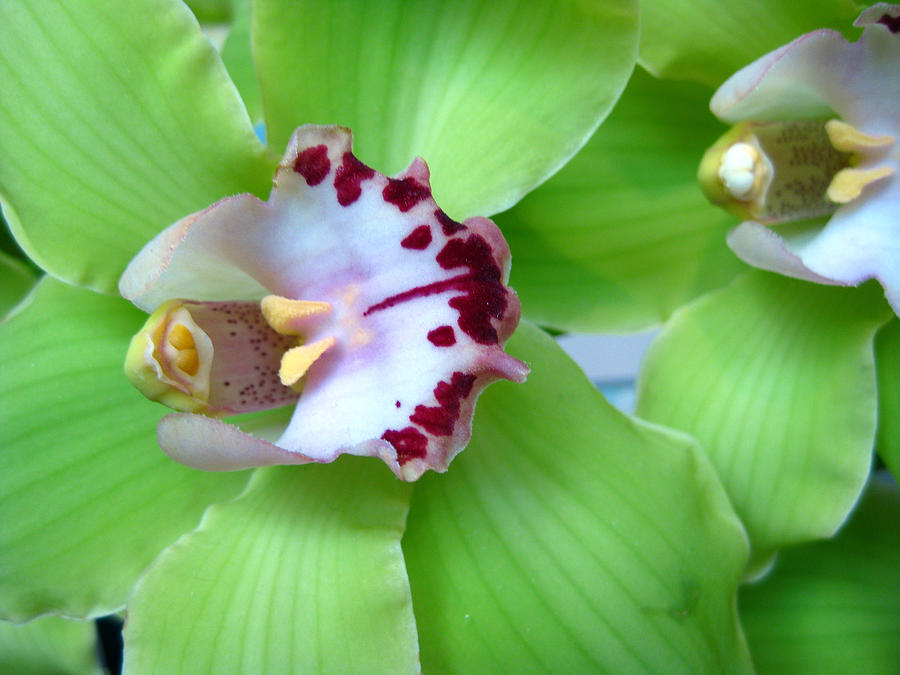 Green Cymbidium Orchids Photograph by Hermes Fine Art