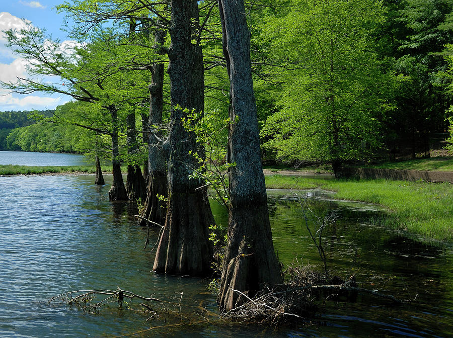 Green Cypress Forest Photograph by Iris Greenwell