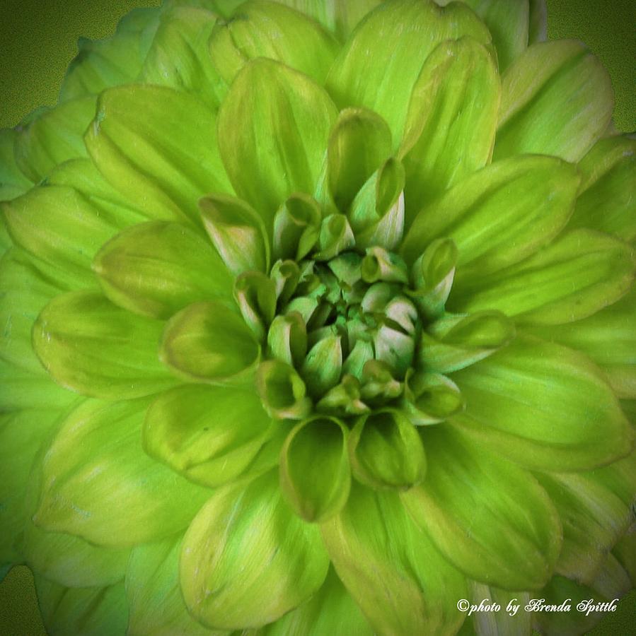 Green Dahlia Macro Photograph by Brenda Spittle