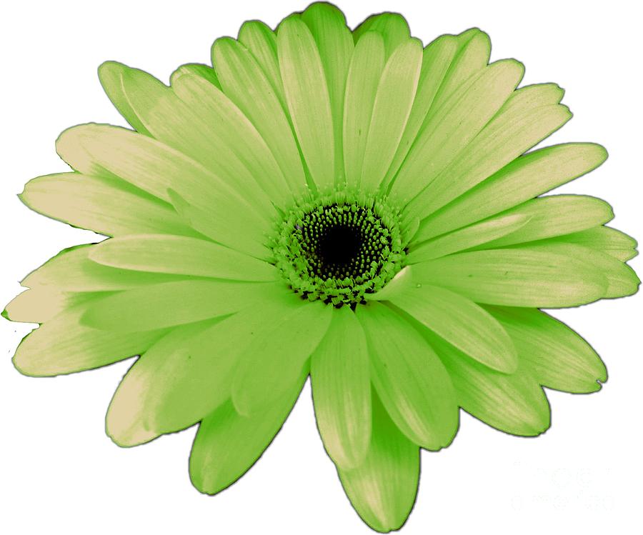 Green Daisy Flower Photograph by Delynn Addams