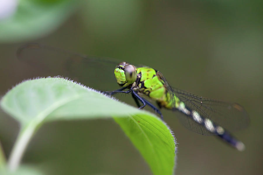Nature Photograph - Green Darner Dragonfly  by Amy Jackson