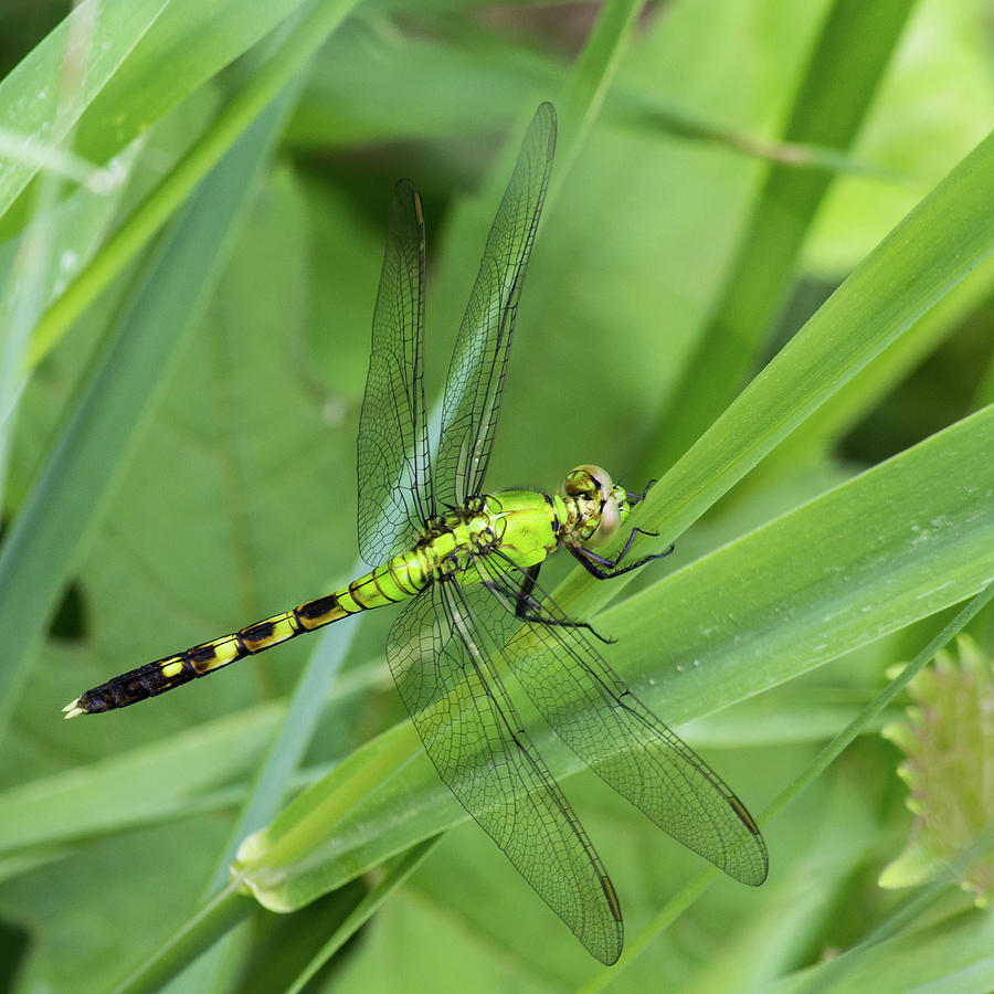 Green Darner Dragonfly by Kenneth F Konjevich Green Darner Dragonfly by Kenneth F Konjevich
