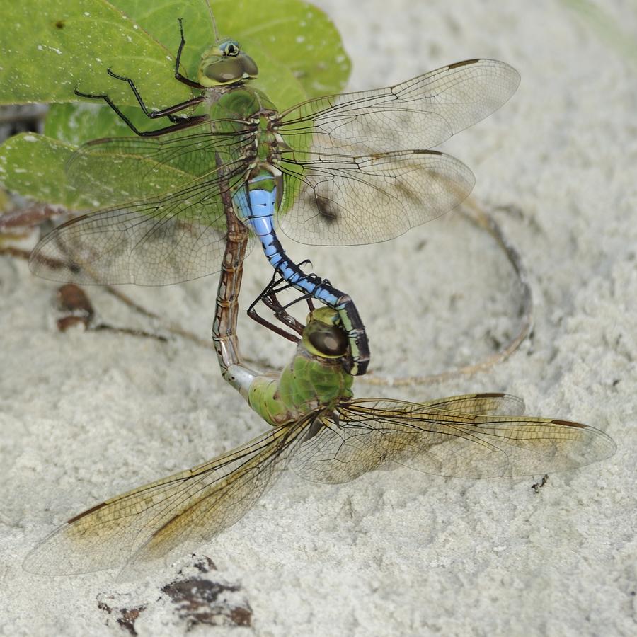 Green Darner Dragonfly  Mating Wheel Photograph by Bradford Martin