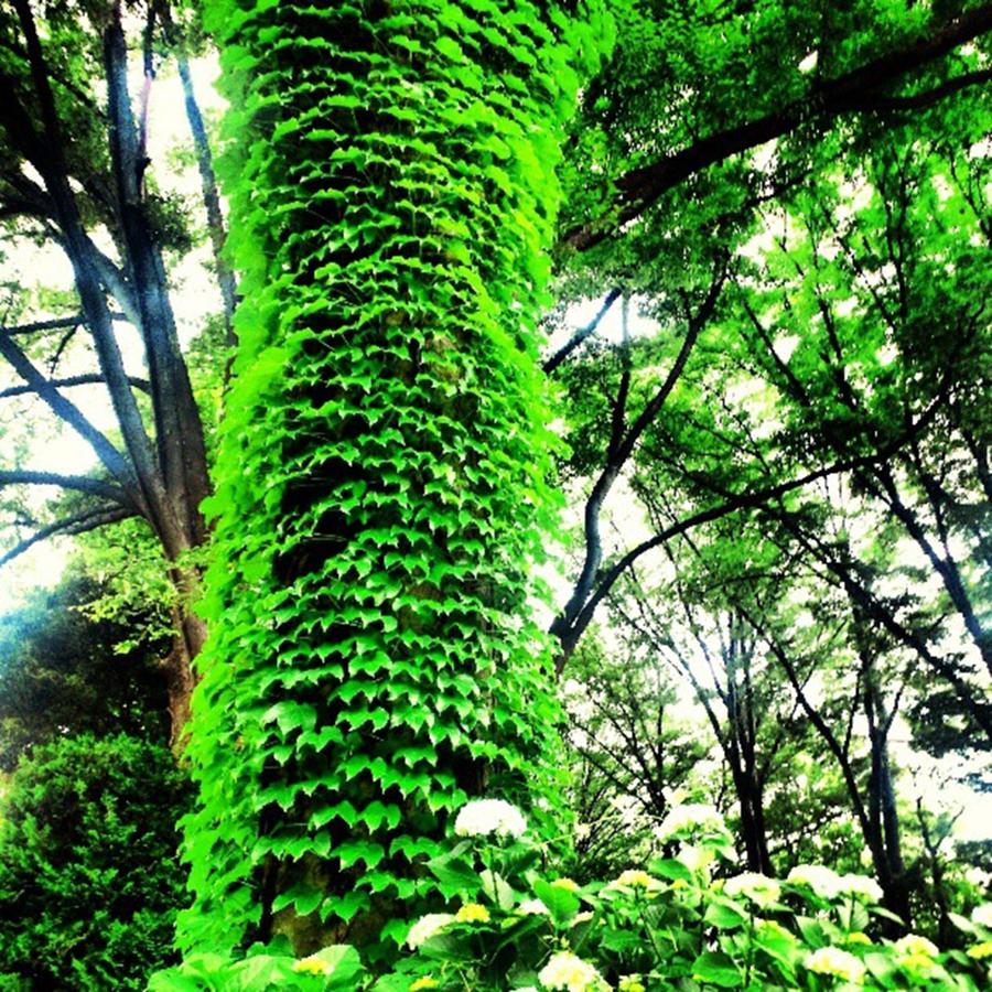 Tree Photograph - Green Day by Nori Strong