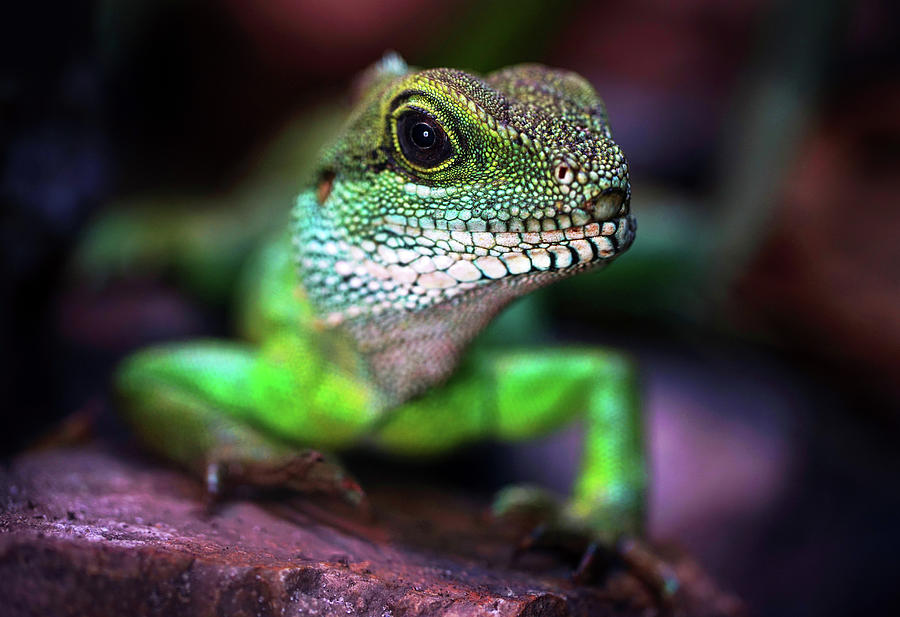 Green dragon Photograph by Jaroslaw Blaminsky