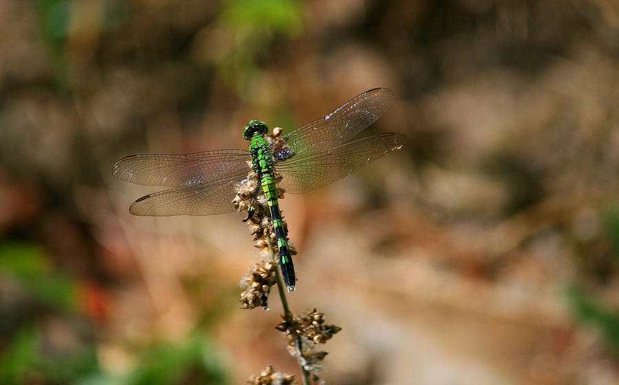 Dragon Photograph - Green Dragonfly by Cathy Harper
