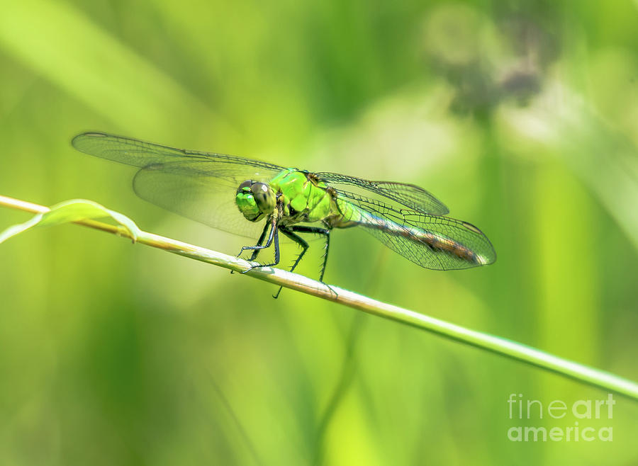 Green Dragonfly Photograph by Cheryl Baxter