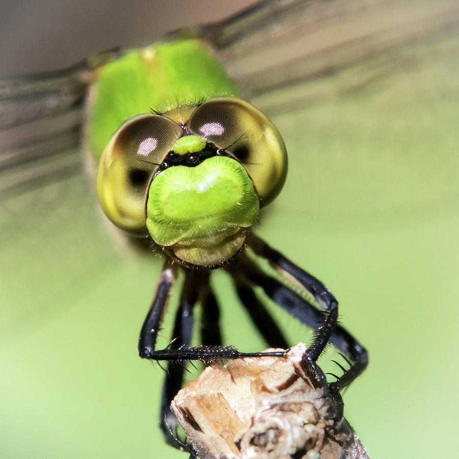 Insects Photograph - Green Dragonfly Face by Jim Hughes