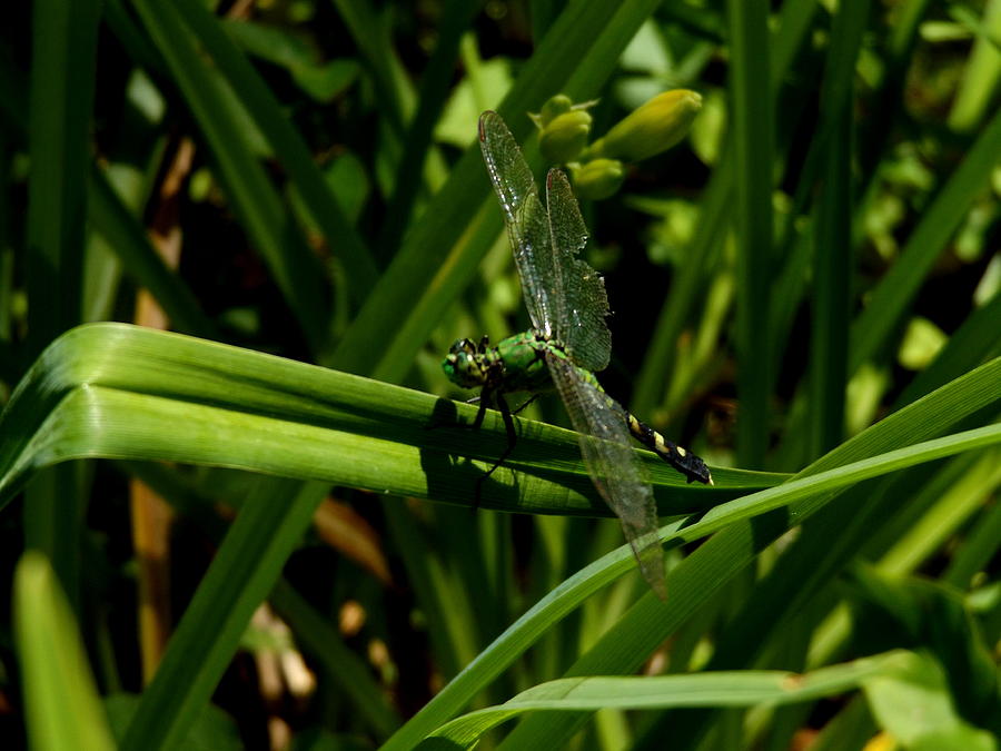 Green Dragonfly Photograph by Julie Pappas