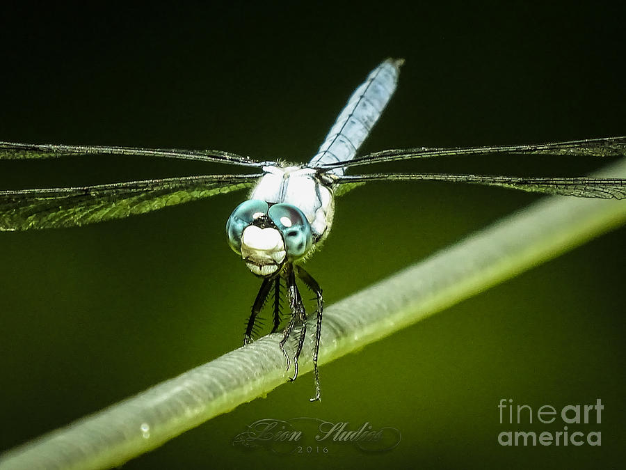 Green DragonFly Photograph by Melissa Messick