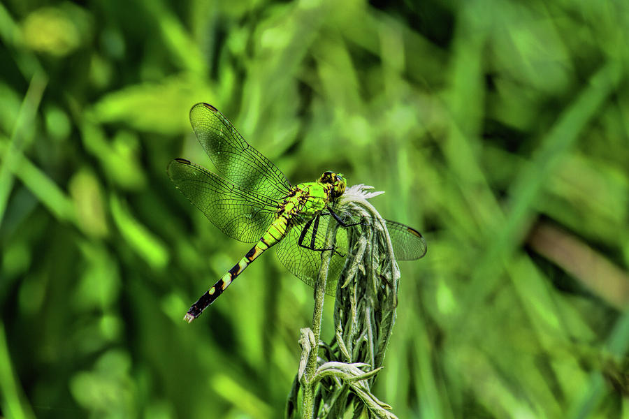Green Dragonfly on Green Photograph by Alana Thrower