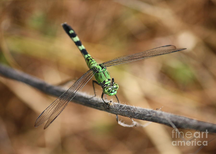 Nature Photograph - Green Dragonfly on Twig by Carol Groenen