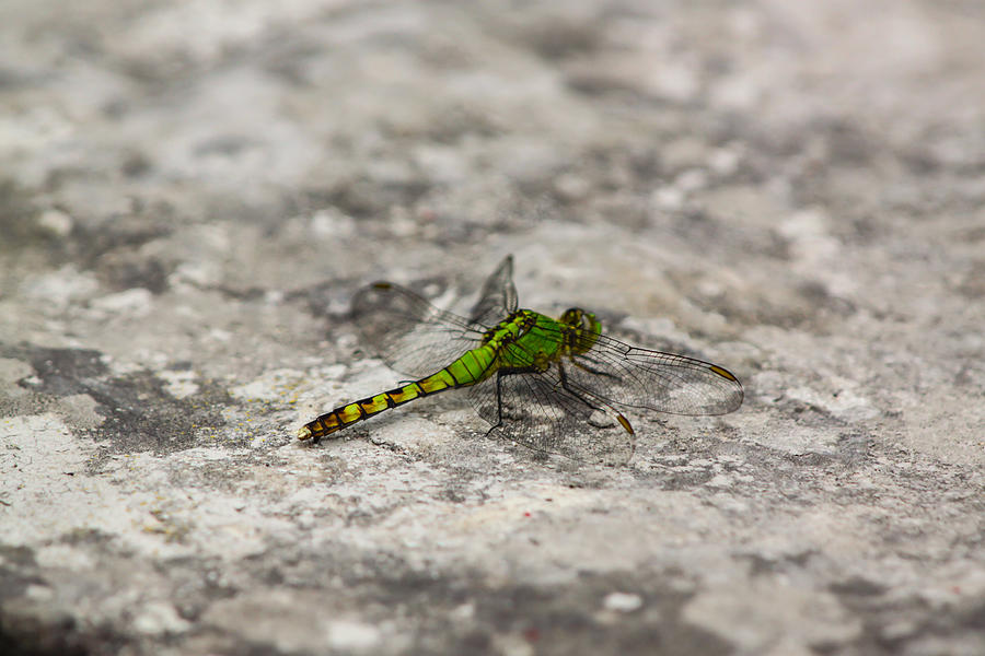 Green Dragonfly Photograph by Ramabhadran Thirupattur