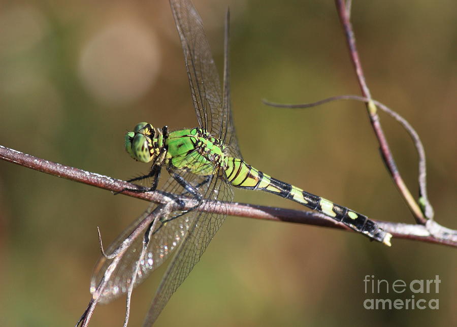 Green Dragonfly Side Profile Photograph by Carol Groenen