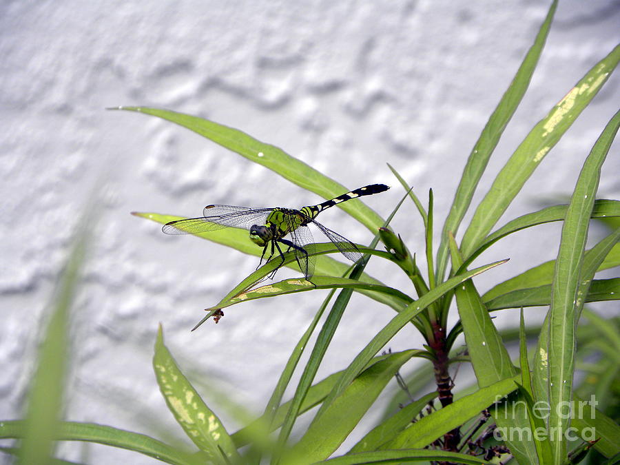 Female Pondhawk Dragonfly Photograph by Terri Mills Female Pondhawk Dragonfly Photograph by Terri Mills