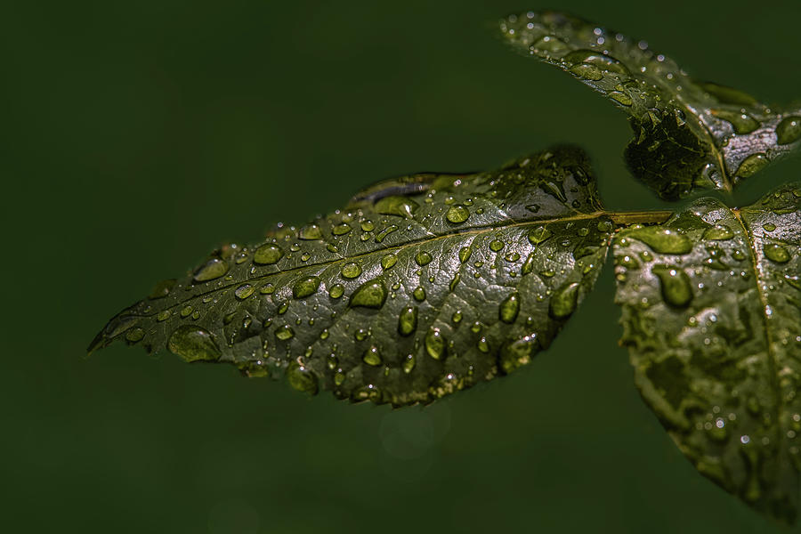 Green droplets #g3 Photograph by Leif Sohlman