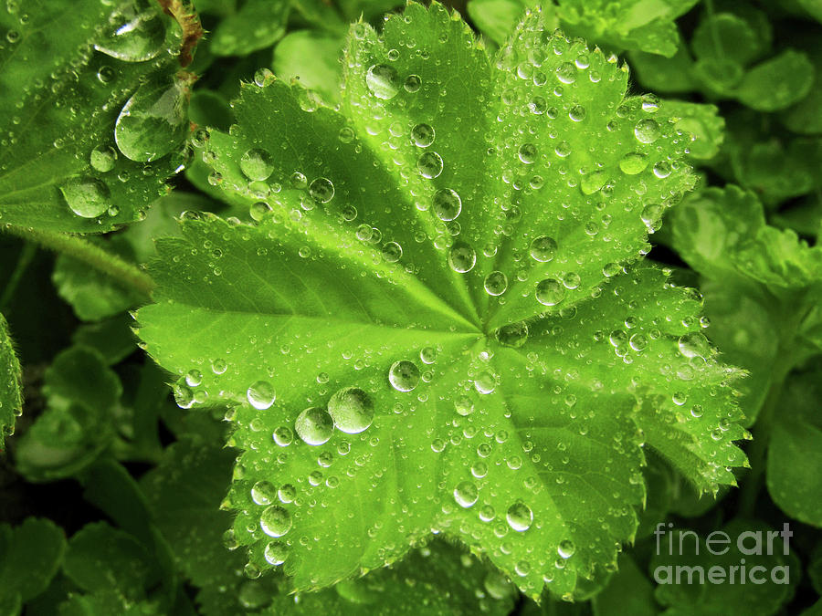 Green Drops 2 Photograph by Kim Tran
