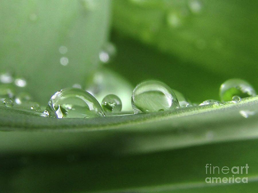 Green Drops 4 Photograph by Kim Tran