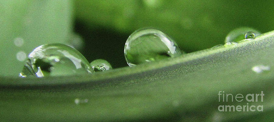 Green Drops 5 Photograph by Kim Tran