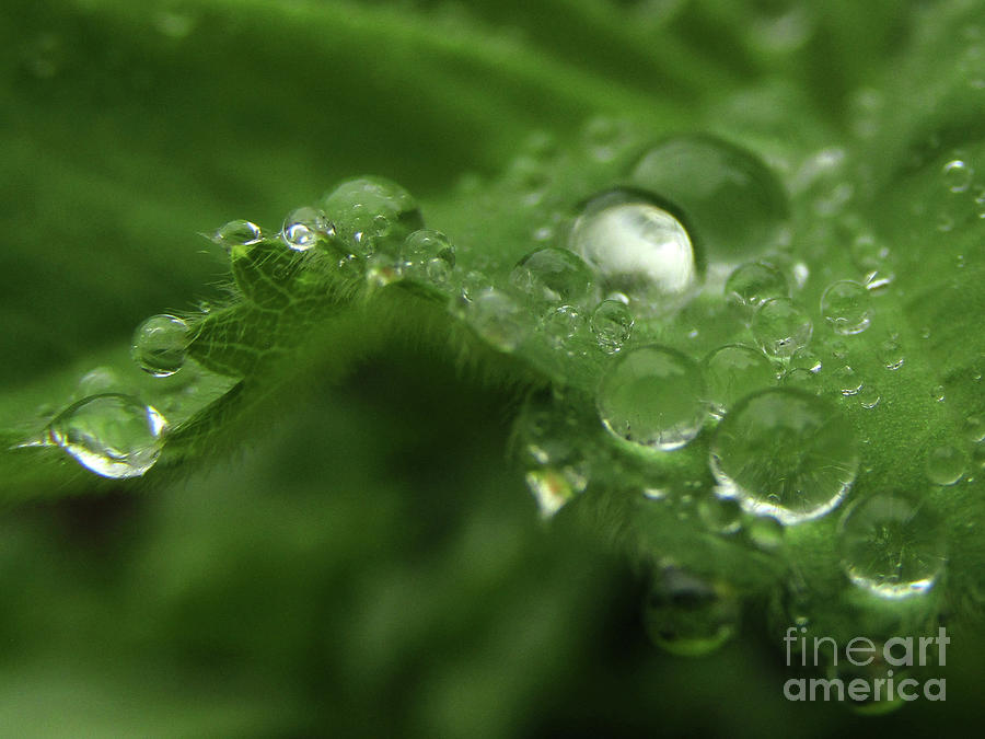 Green Drops Photograph by Kim Tran
