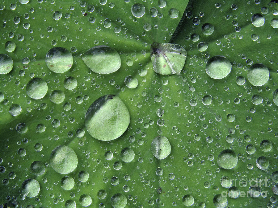 Green Drops Macro 2 Photograph by Kim Tran