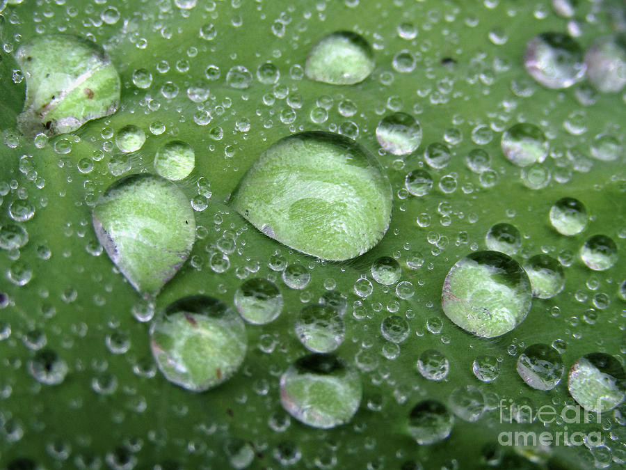 Green Drops Macro Photograph by Kim Tran