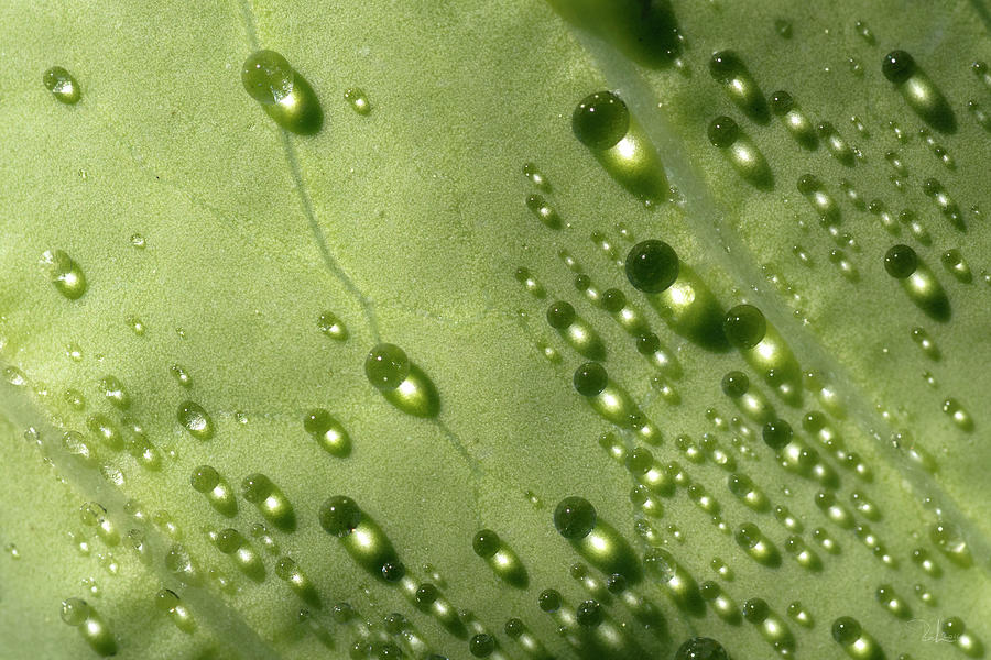 Green Drops Photograph by Raffaella Lunelli