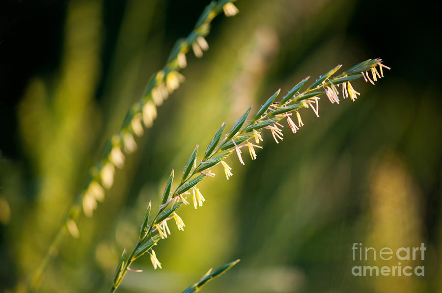 Green ear of grass inflorescence with pollen Photograph by Arletta ...