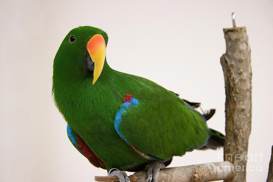 Green Eclectus Parrot Photograph by Jill Lang