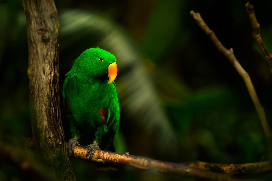Green Eclectus Parrot male Photograph by Peter V Quenter